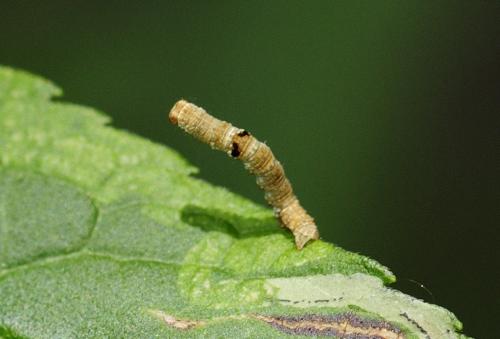Ectropis crepuscularia